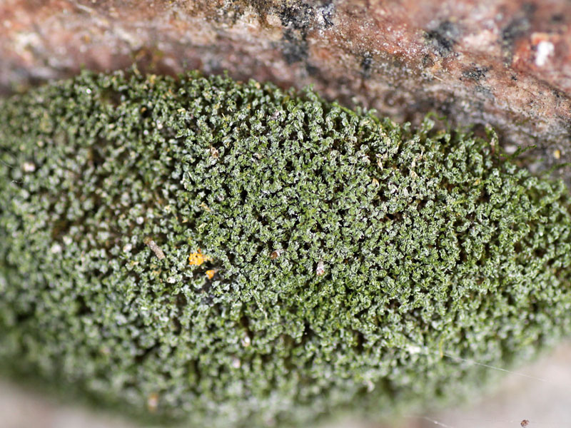 Saelania glaucescens